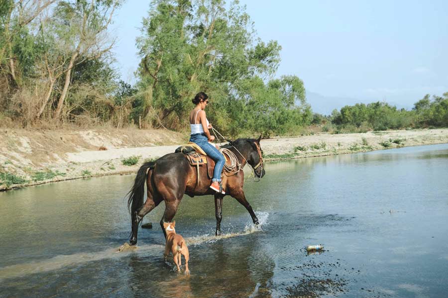 gut health for horses_Summer Horse Care_Arthritis in Horse