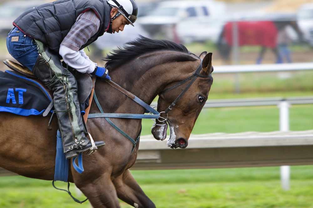 teaching a horse to jump_Healthy Habits to Lose Weight Earn Money Online