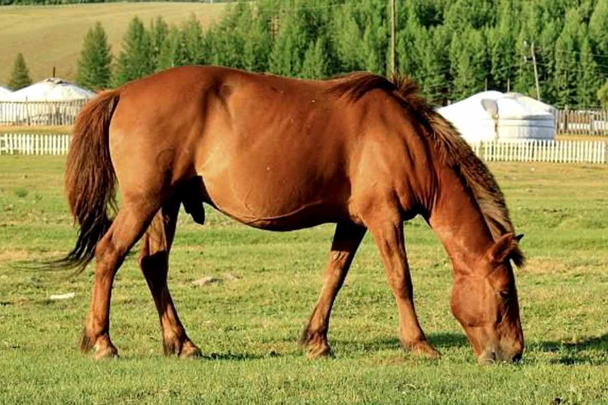 Abaga Horse Breed_Equine Worming Guide_how to bathe a horse for the first time