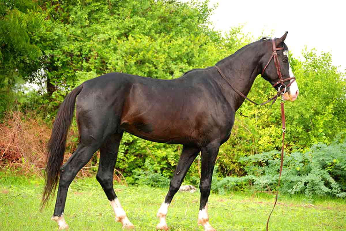 Abyssinian Horse Breed_Heaves in Horses