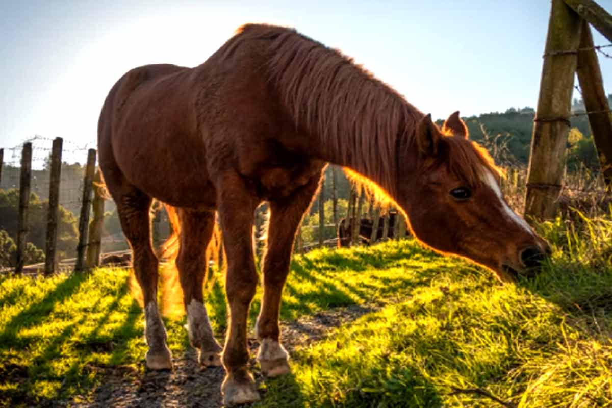 Adaev Horse Breed_Asthma in Horses