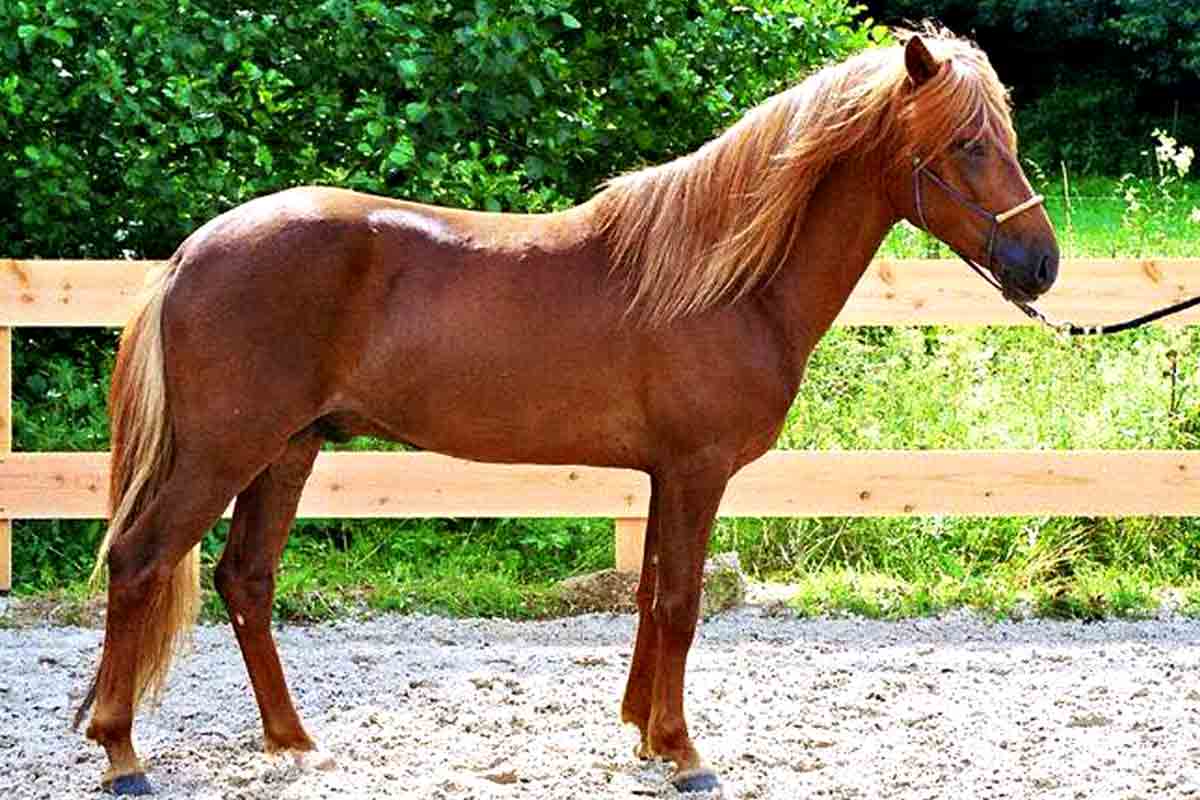 Aegidienberger Horse Breed_How to Bathe a Horse