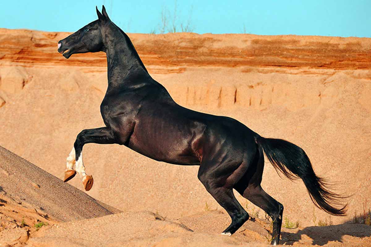 Akhal-Teke Horse Breed_Tips for Improving Mare Fertility