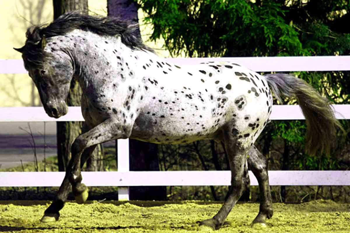 Albanian Horse Breed_how to slow a horse down without pulling on reins