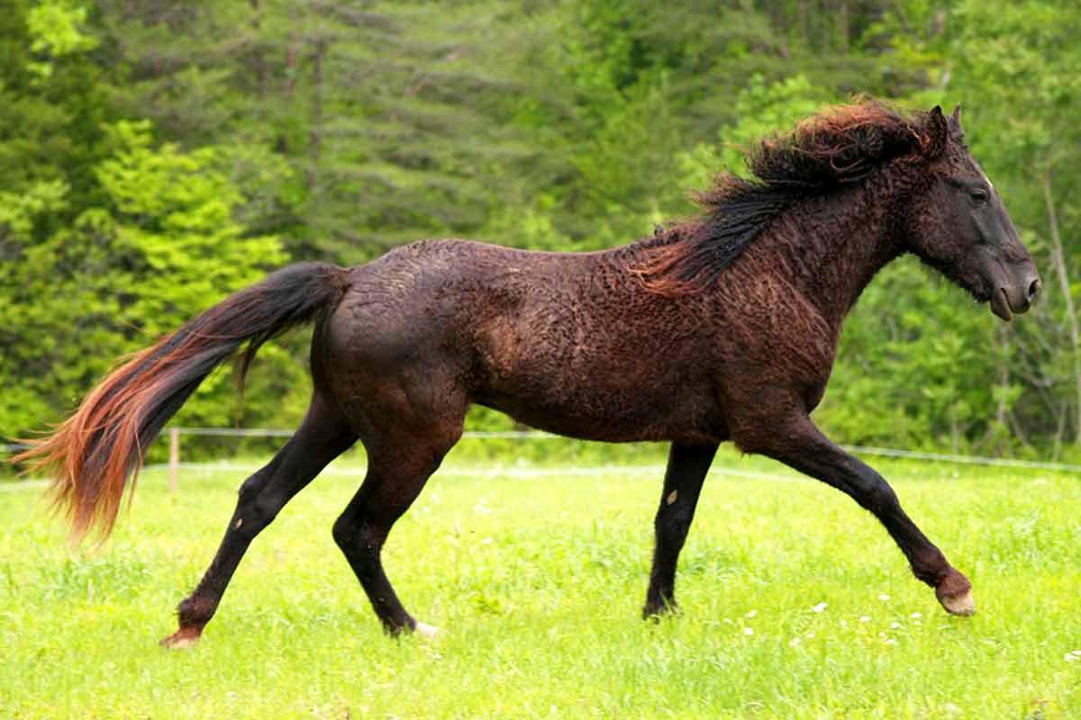 American Bashkir Curly Horse Breed_how to hold reins western style