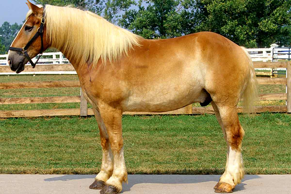 American Belgian Draft Horse_Protecting Your Horse's Joints