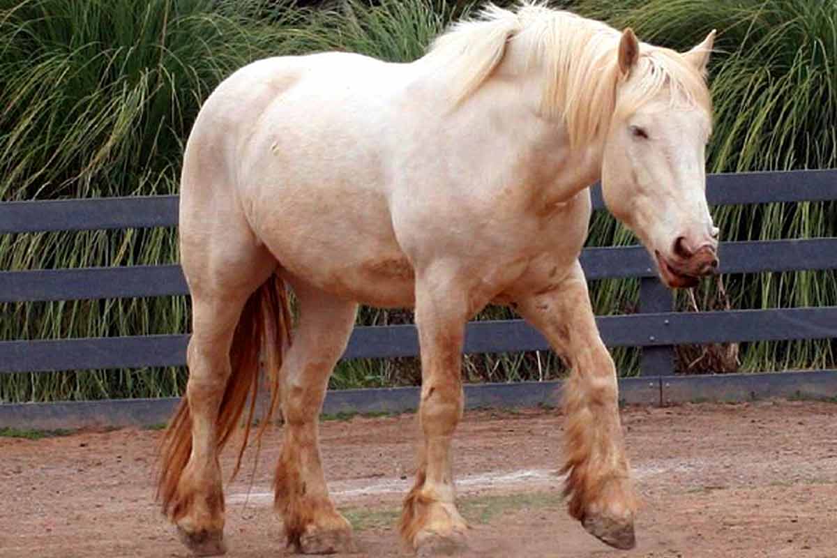 American Cream Draft Horse_Horse's tack cleaning