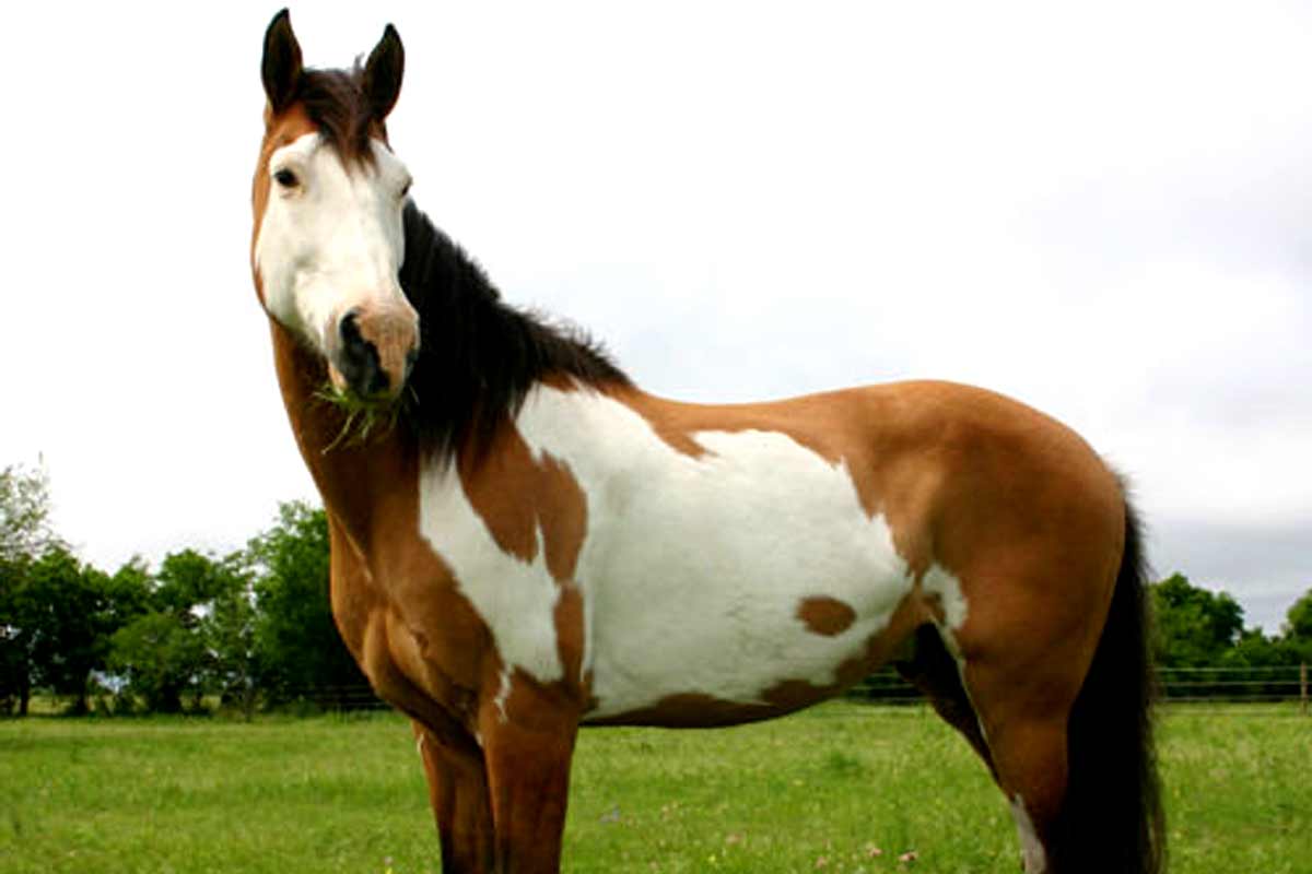 American Indian Horse Horse_Dental Care for Horses