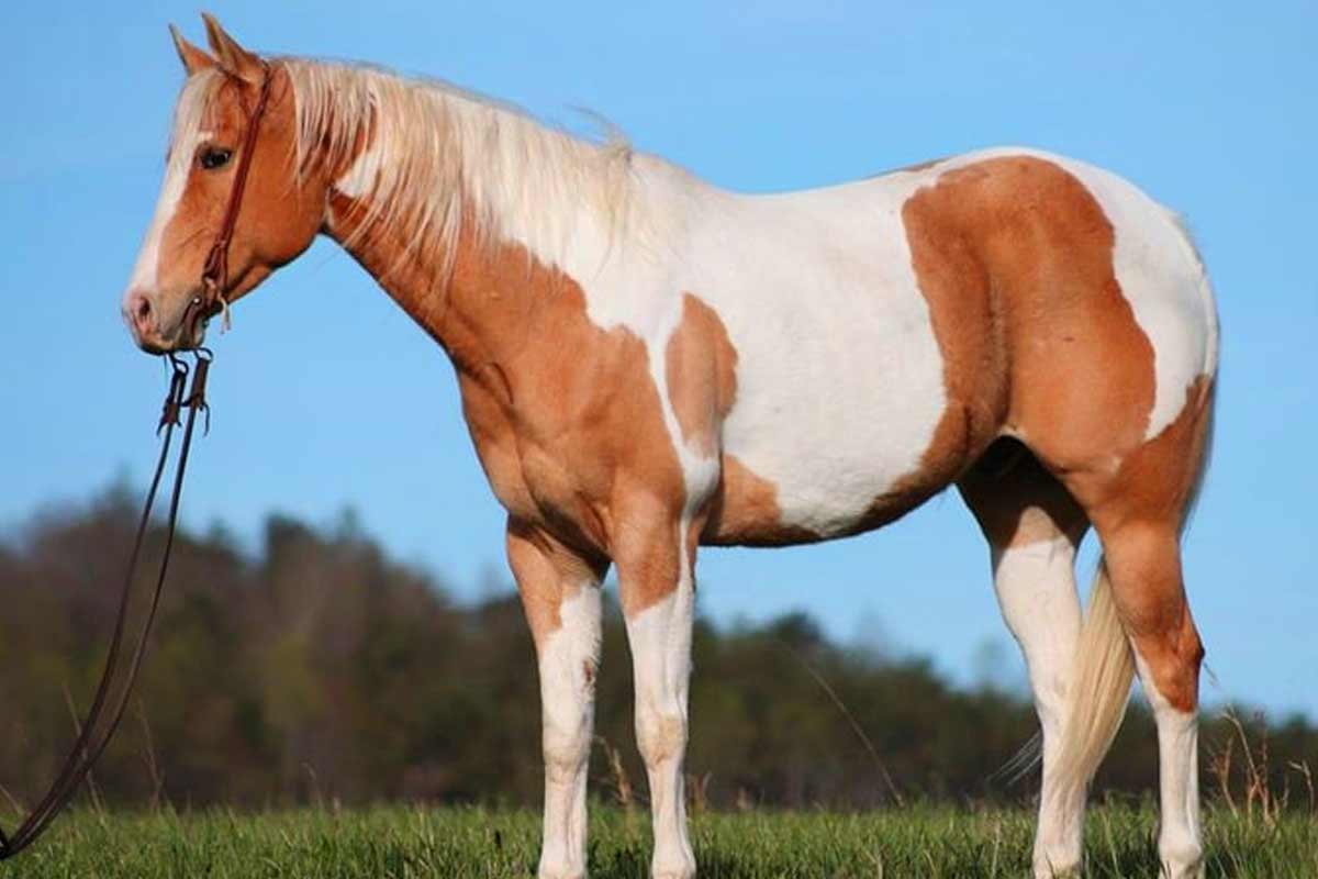American Paint Horse_Respiratory health awareness for horses