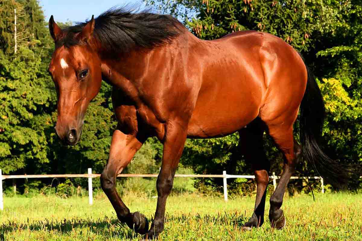 American Quarter Horse_Social Interaction and Mental Stimulation for Horses