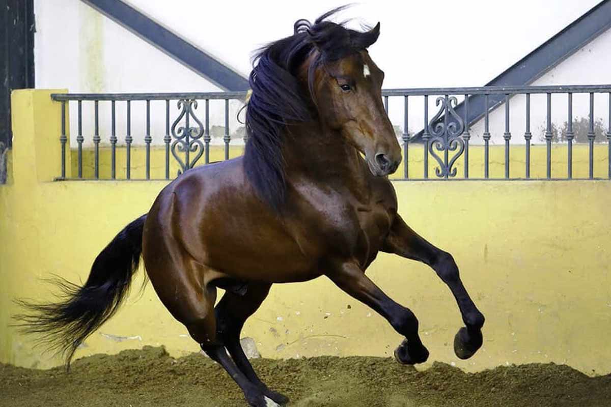 Andalusian Horse Breed_top tips for horse racing tomorrow