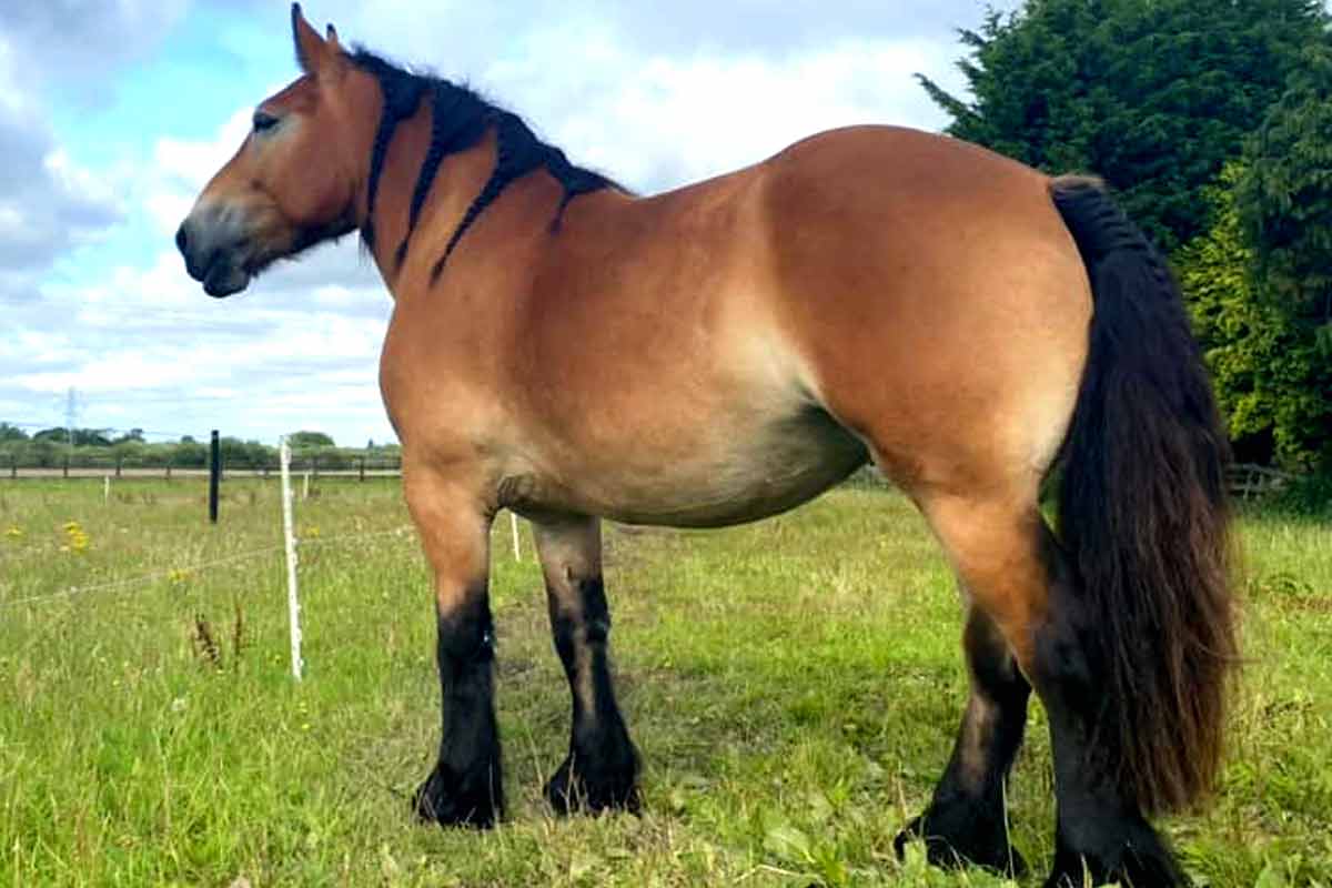 Ardennais Horse