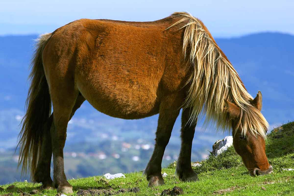 Asturcón horse