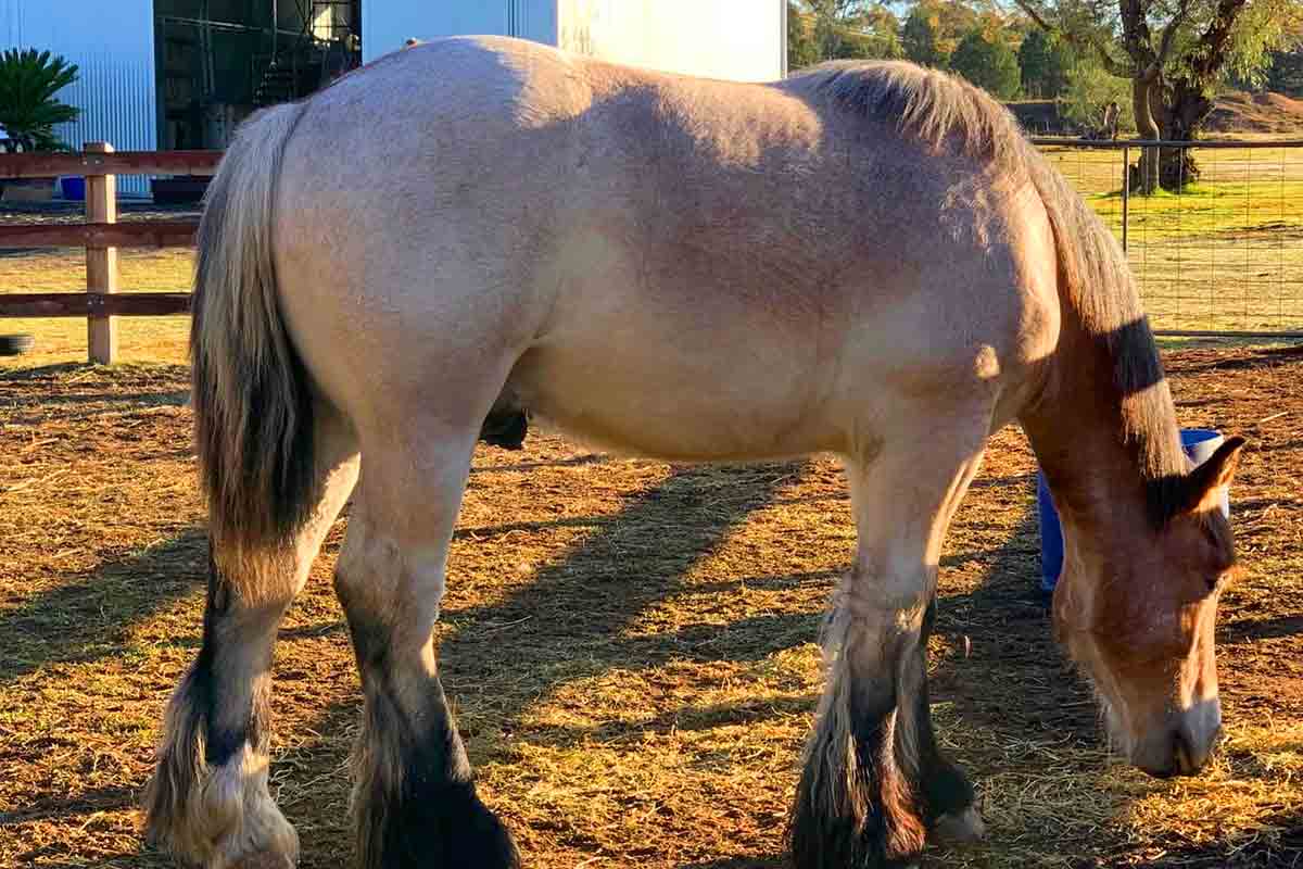 Australian Draught Horse