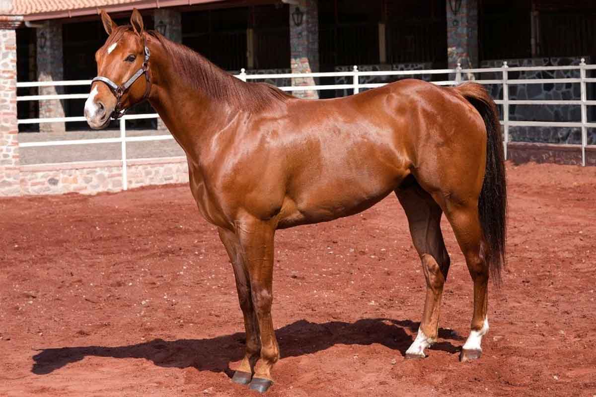 Austrian Warmblood horse