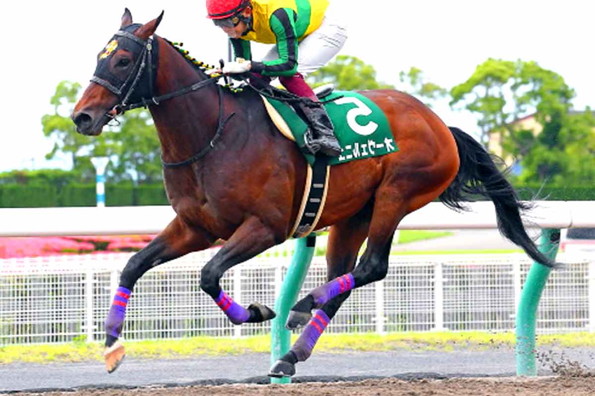 Auvergne horse