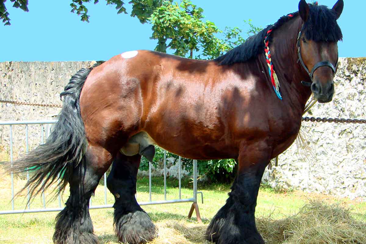 Auxois horse