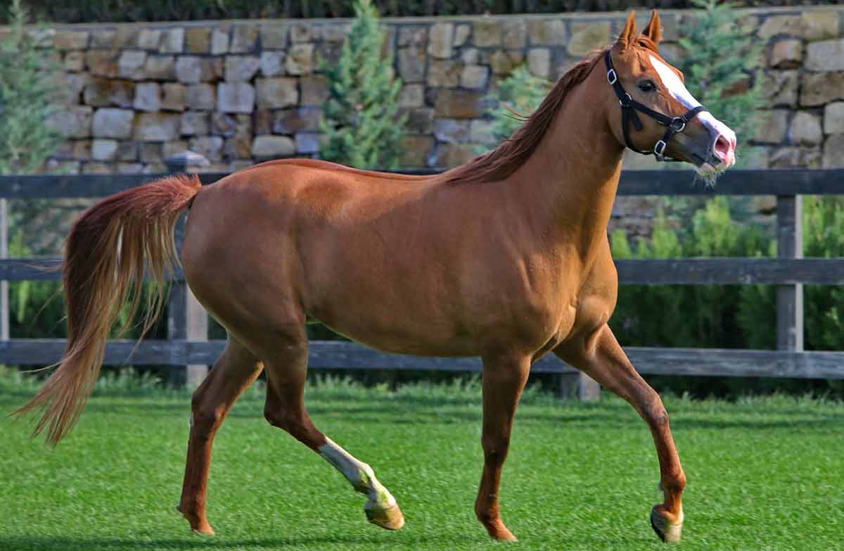 Azerbaijan horse