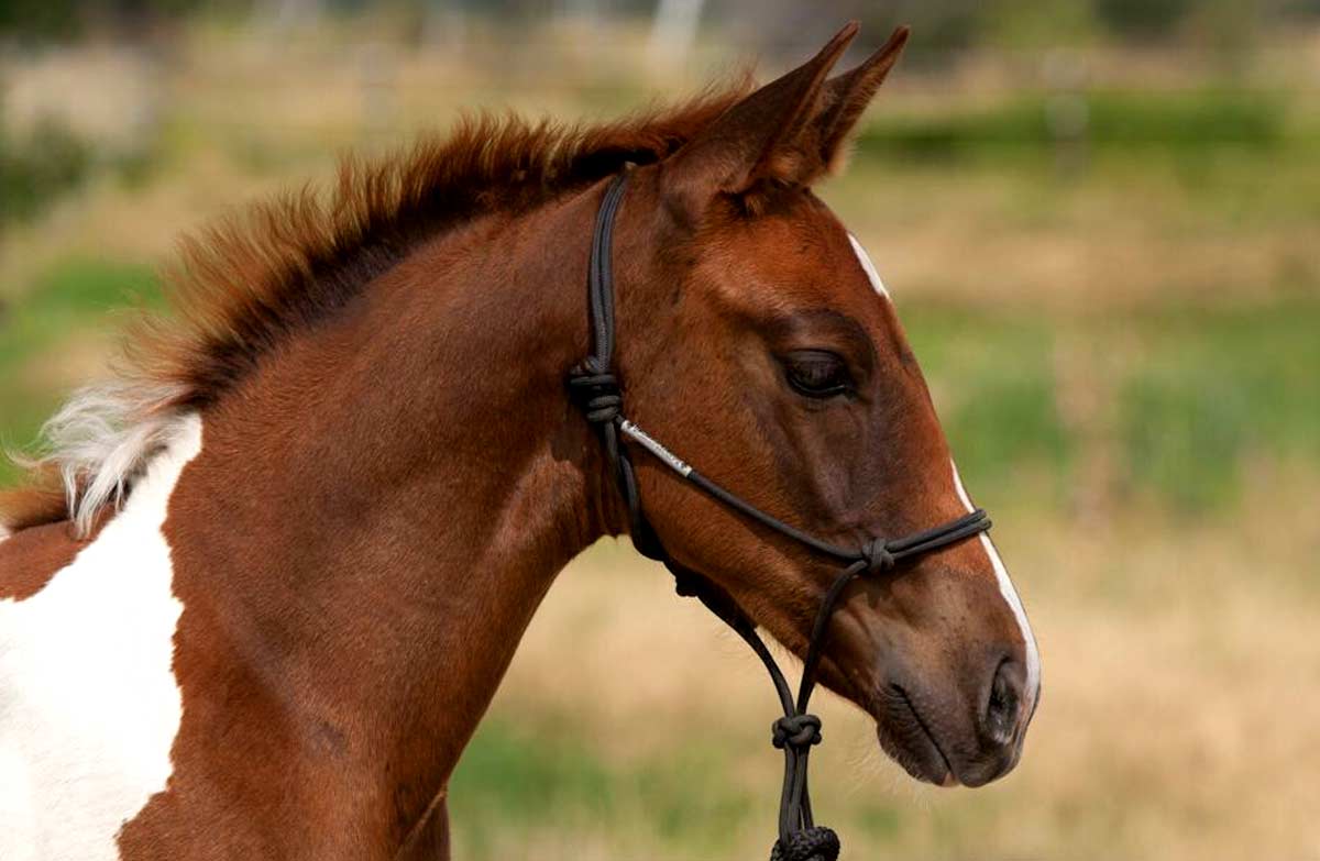 Azteca horse