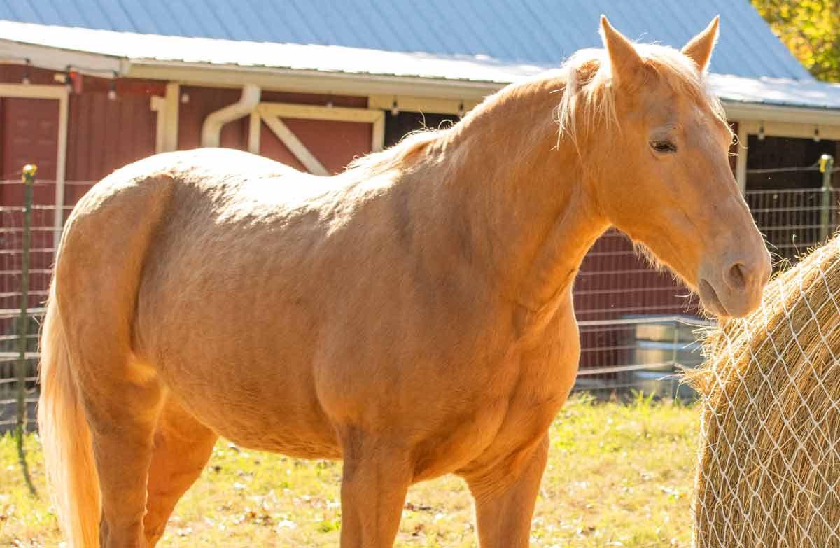Bale horse