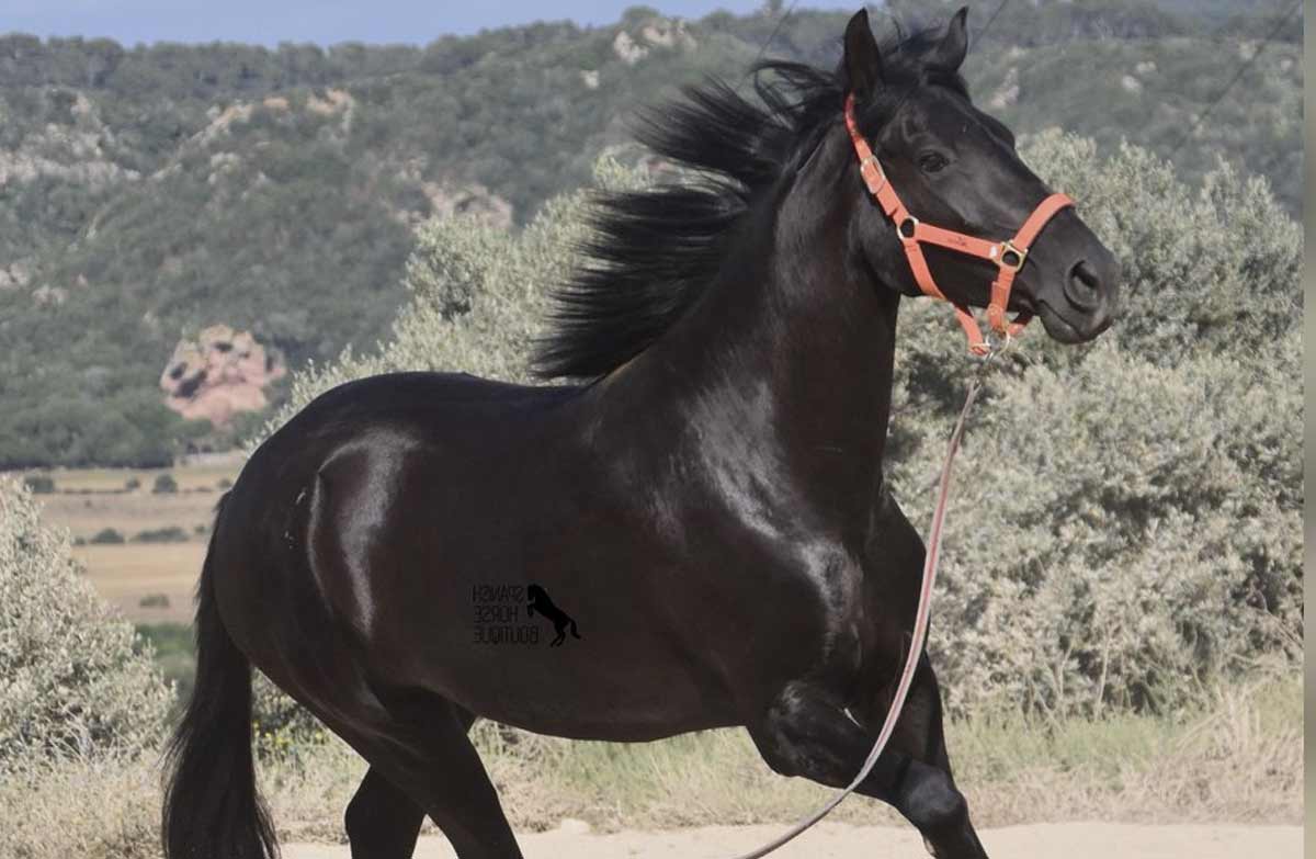 Balearic horse