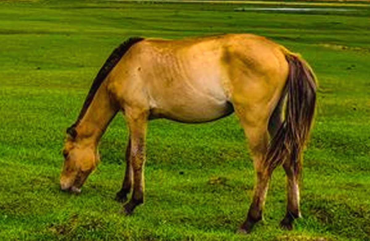 Balikun horse_Grass Sickness in Horses