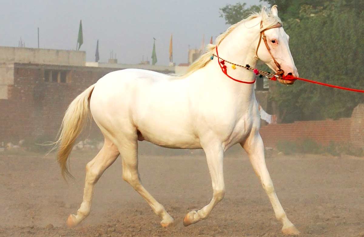 Baluchi horse