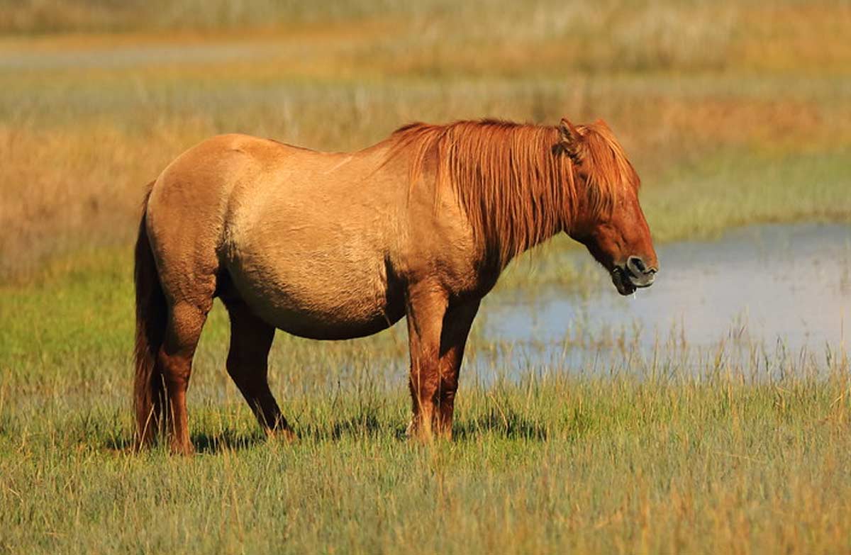 Banker horse