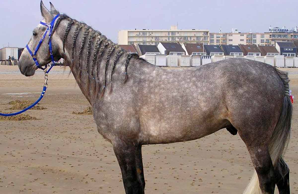 Barb horse