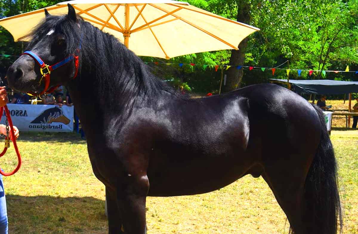 Bardigiano horse