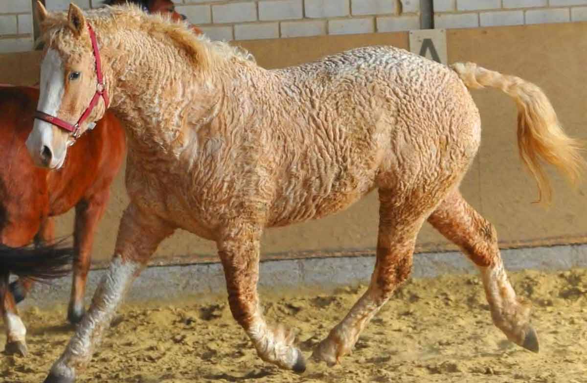 Bashkir horse