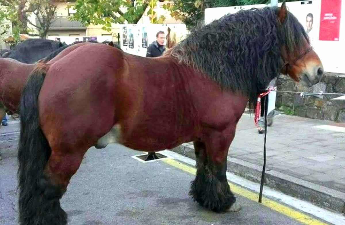 Basque Mountain horse