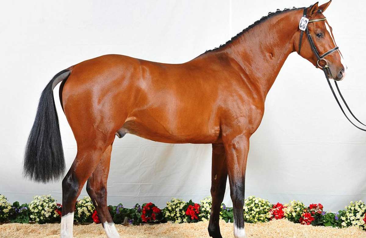 Bavarian Warmblood horse