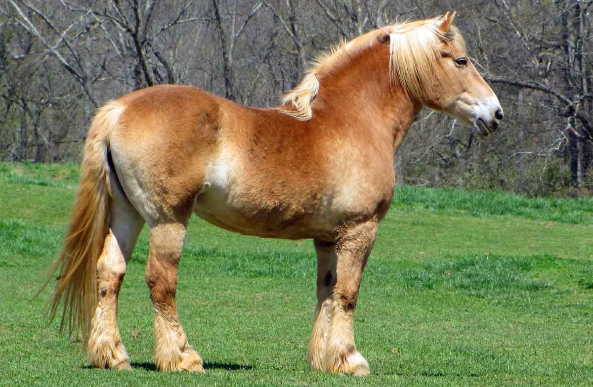 Belgian Draught horse