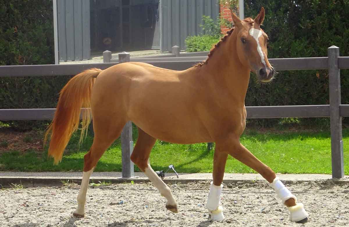 Belgian Sport horse
