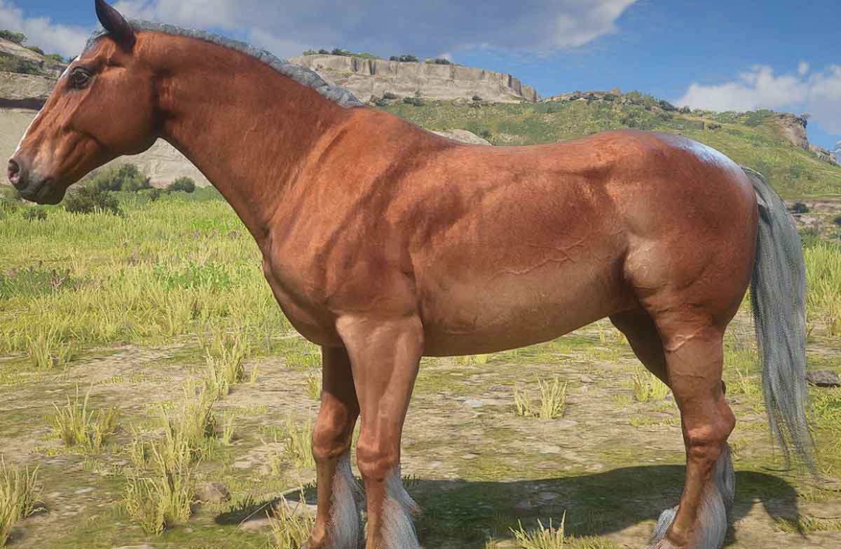 Belgian Trotter horse