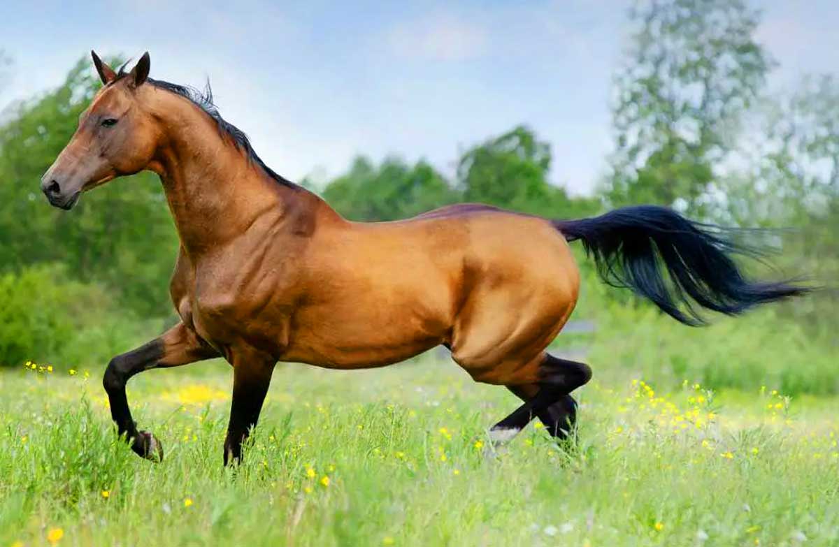 Belgian Warmblood horse