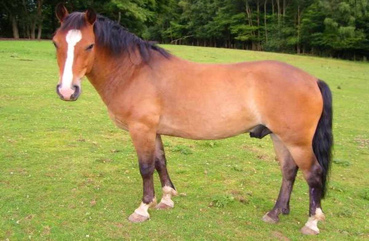 Bhutia horse