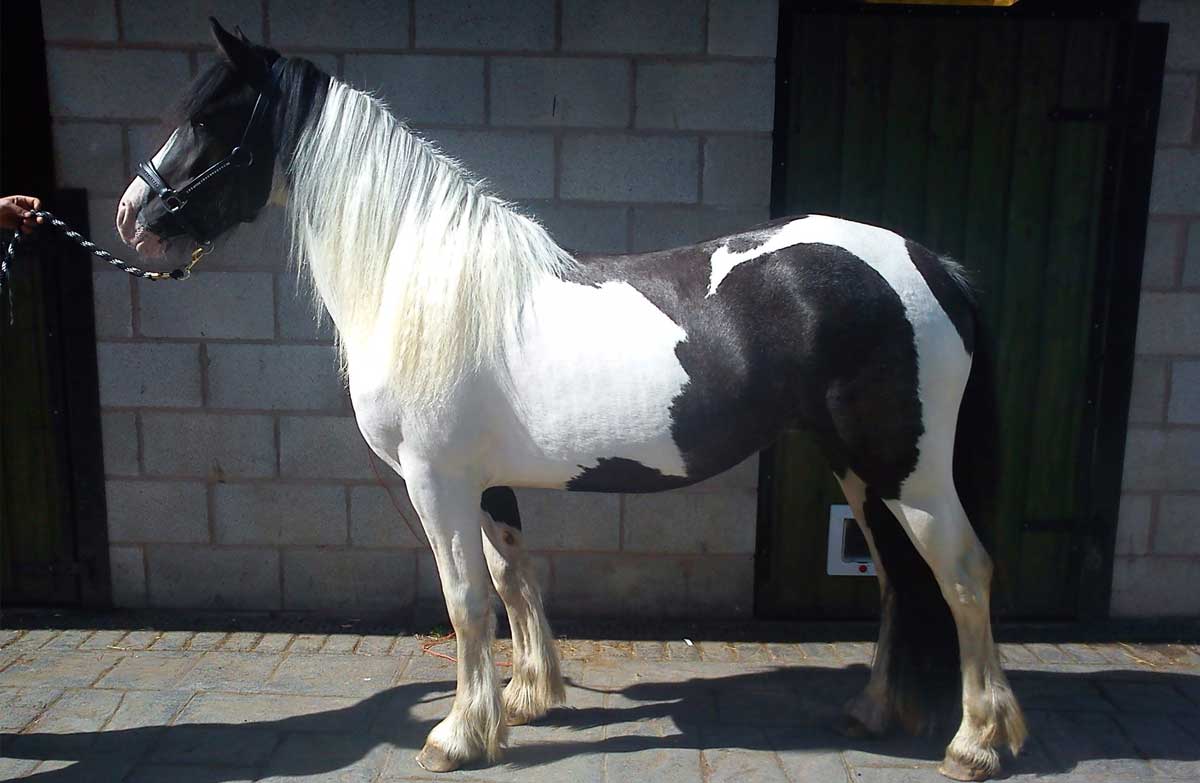 Black Forest horse