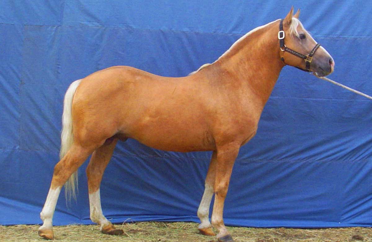 Blazer horse