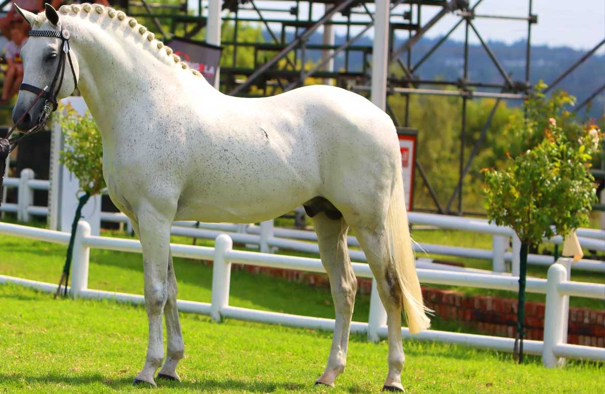 Boerperd horse