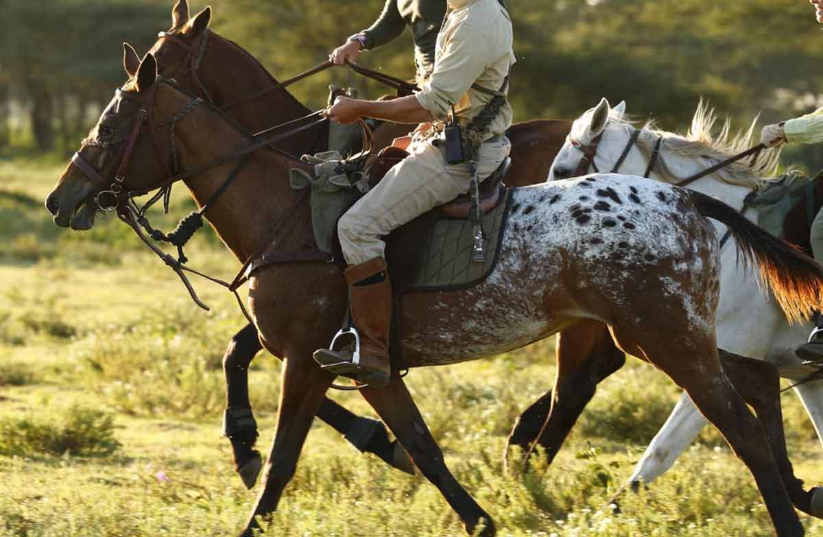 Borana horse