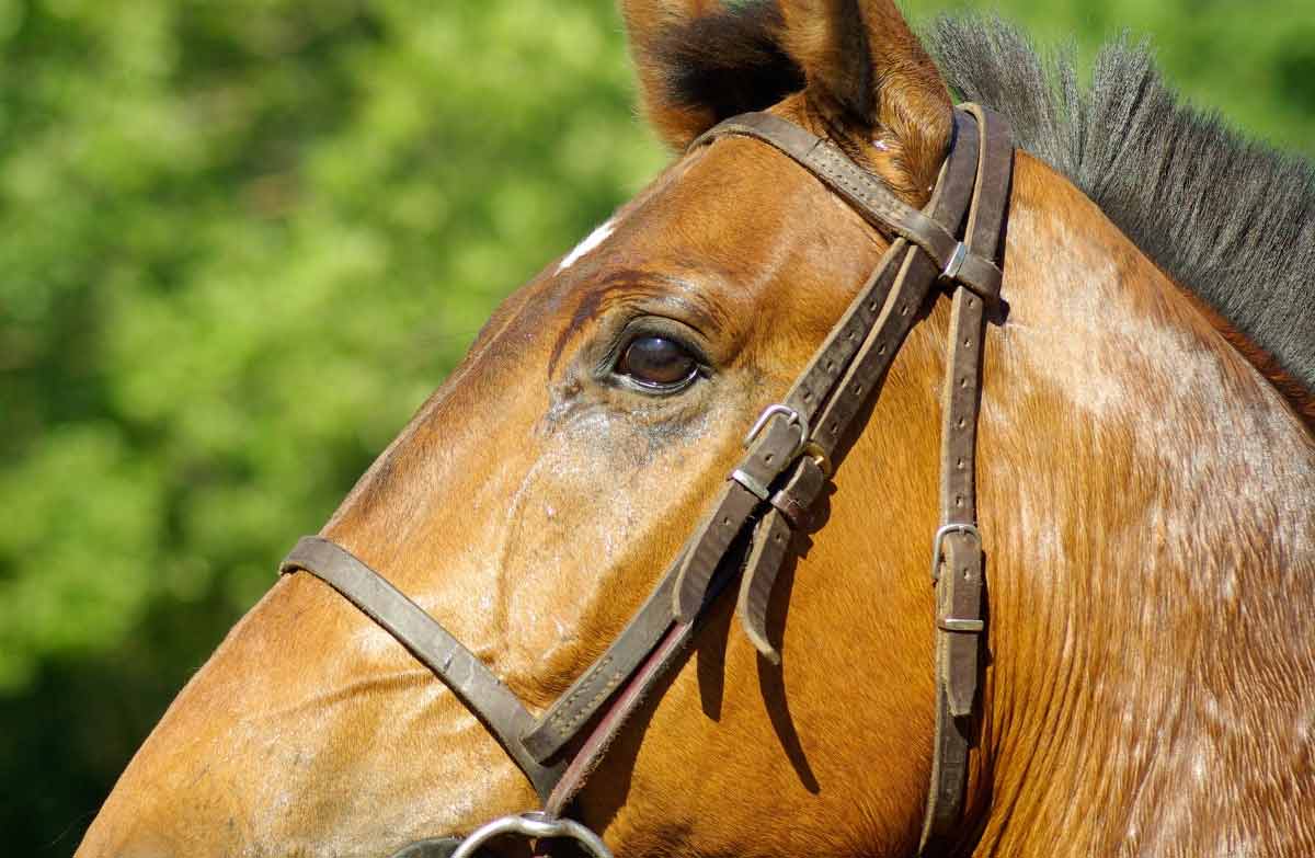 Daily Basic Horse Care Checklist