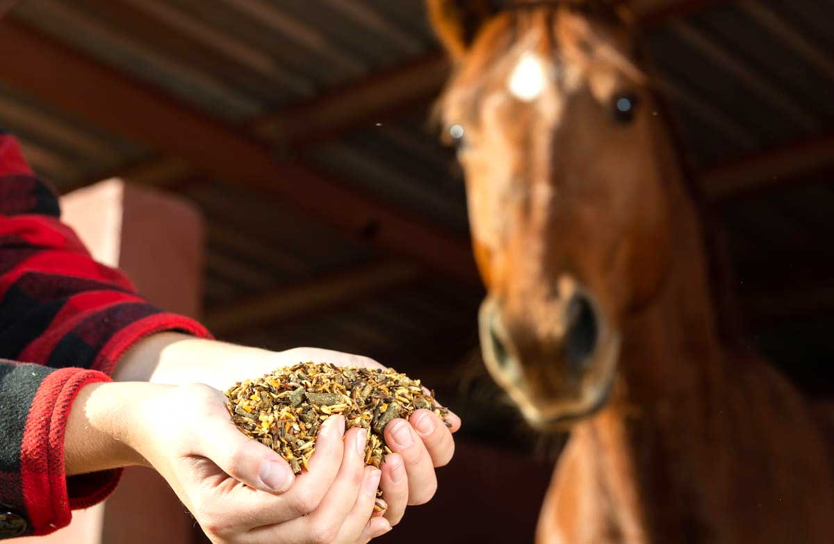 Foods You Should Never Feed Your Horse