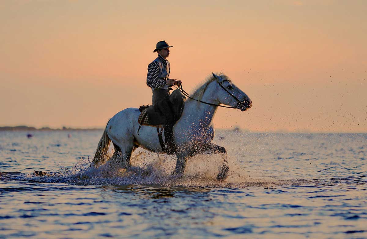 Horse Glossary_