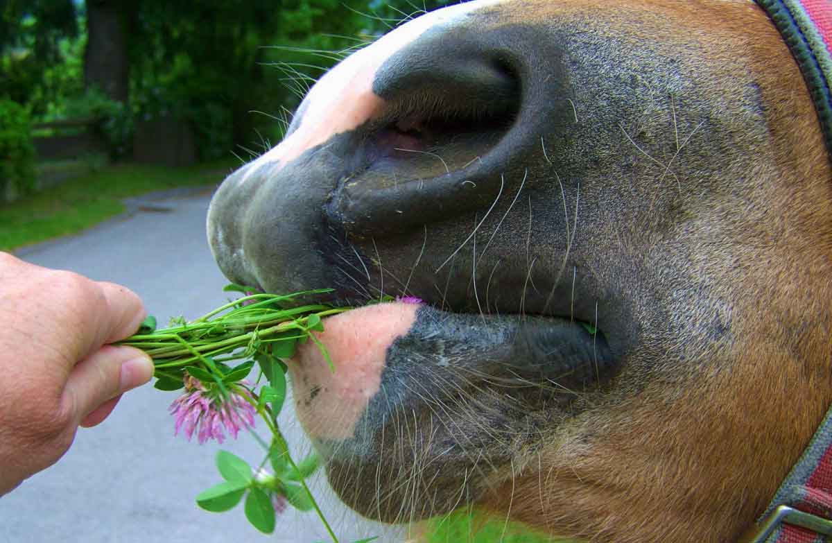 How can I improve my horse's nutrition