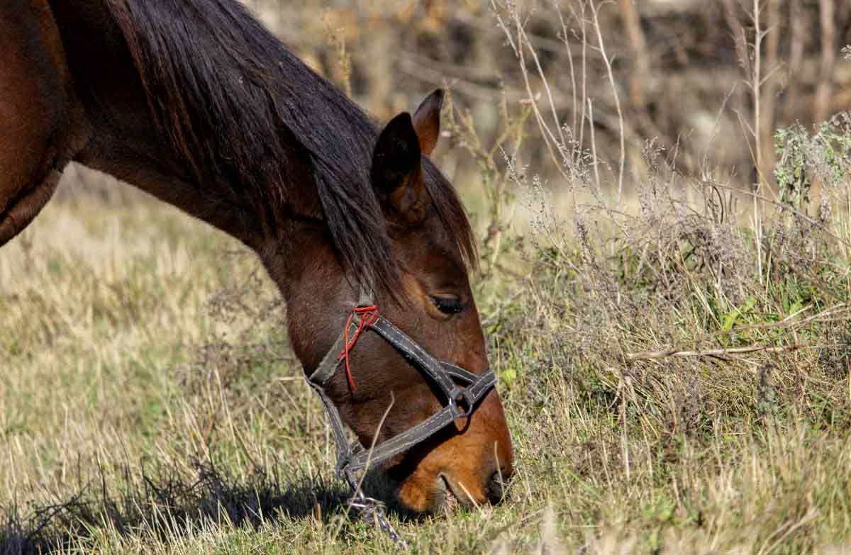 How to tie up a horse