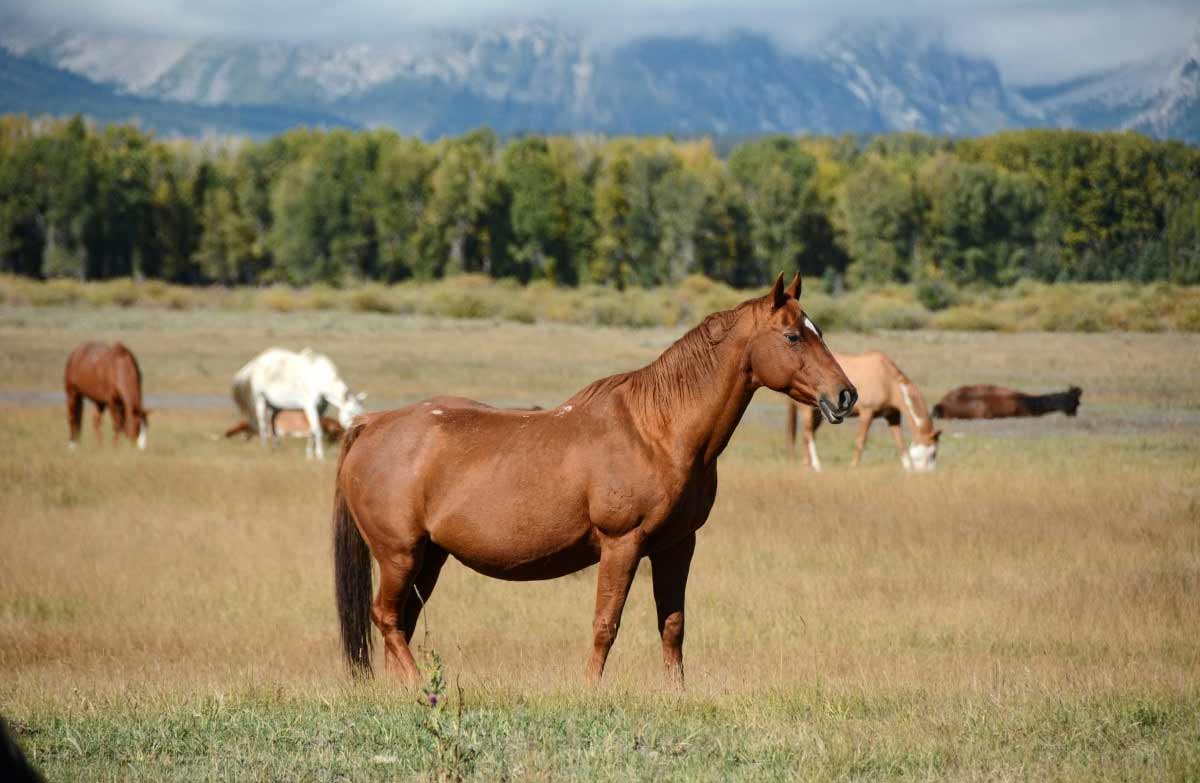 Strengthening Exercises for Horses