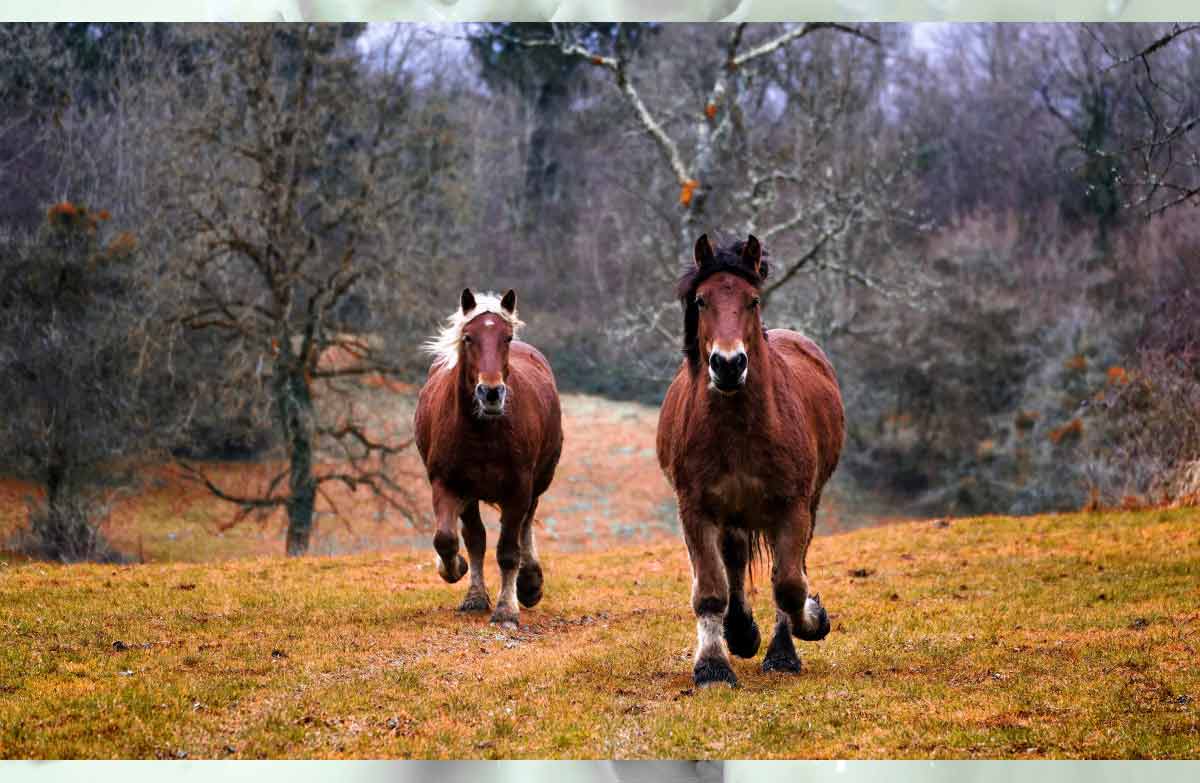 30 Basic Horse Riding Commands Every Rider Must Know HorseRule