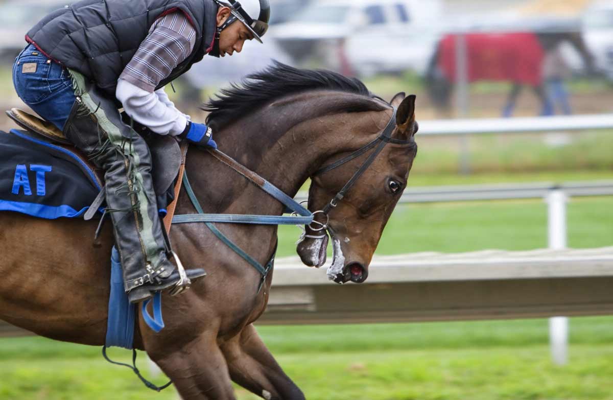 ground exercises for horses to build muscle